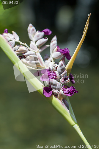 Image of Delicate purple flower