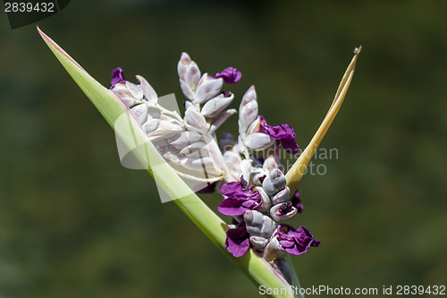 Image of Delicate purple flower