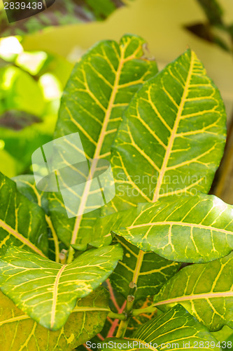 Image of Colorful yellow and green Croton leaf