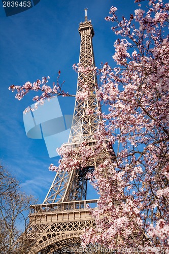 Image of Eiffel Tower in Paris