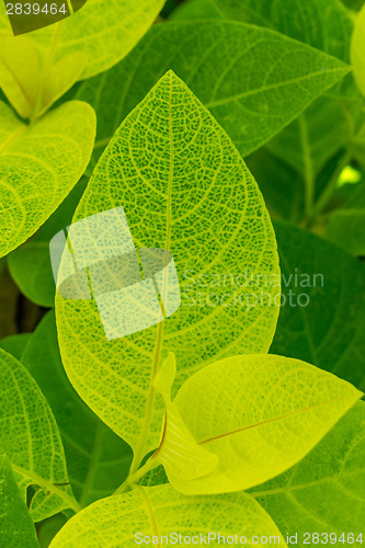 Image of Background of fresh green leaves