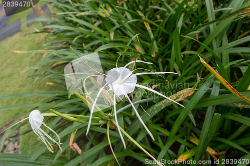 Image of Beautiful spider lily, Hymenocallis littoralis