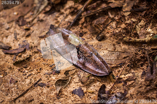 Image of Ant on a seed pod