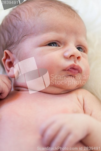 Image of Small baby lying in fur