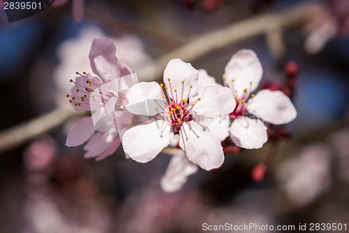 Image of Beautiful pink spring cherry blossom