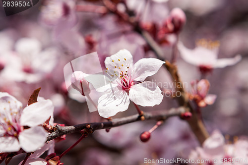 Image of Beautiful pink spring cherry blossom