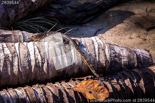 Image of Small monitor lizard sunning on a ledge