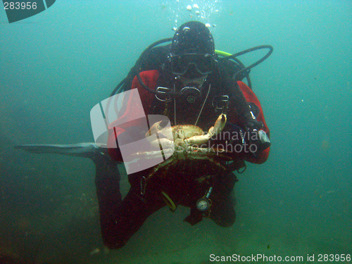 Image of Diver with crab