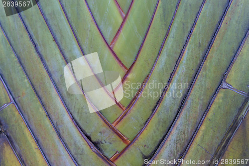 Image of Tropical green palm tree background macro