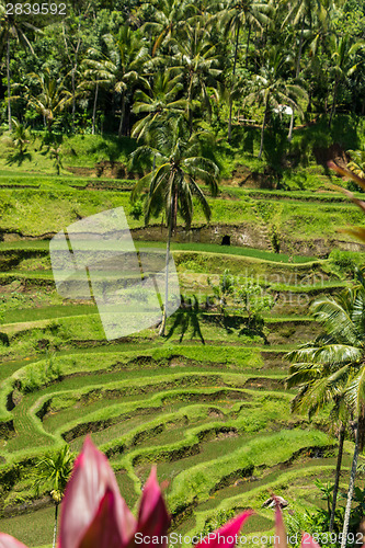 Image of Lush green terraced farmland in Bali