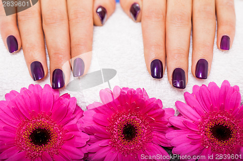 Image of Woman with beautiful manicured purple nails