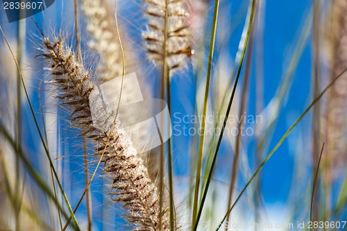 Image of Flowering wild ornamental grass