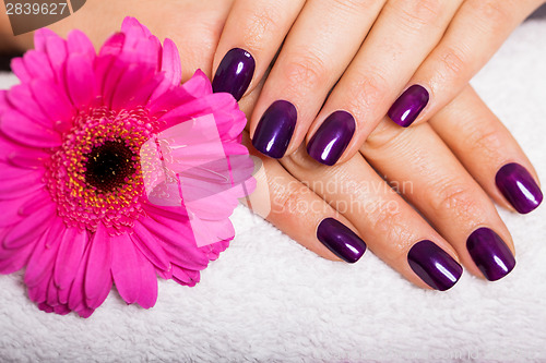 Image of Woman with beautiful manicured purple nails