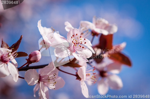 Image of Beautiful pink spring cherry blossom