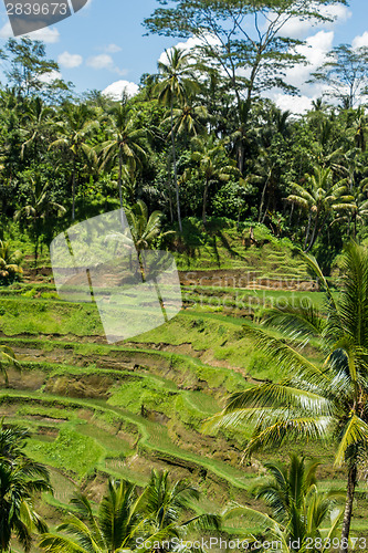 Image of Lush green terraced farmland in Bali