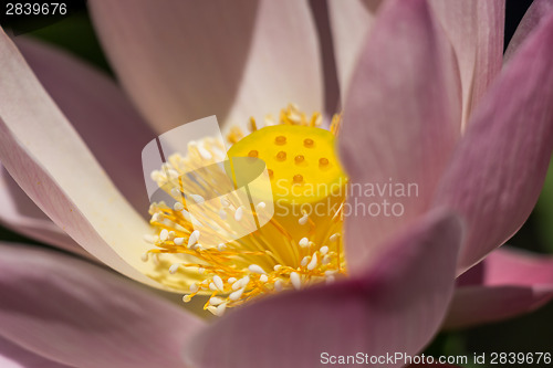 Image of Beautiful fragrant pink water lily