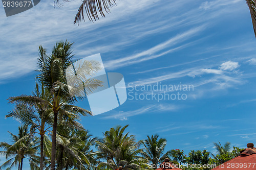 Image of Tropical green palm trees in Bali, Indonesia