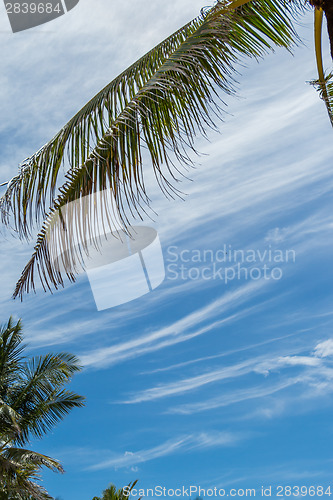 Image of Tropical green palm trees in Bali, Indonesia