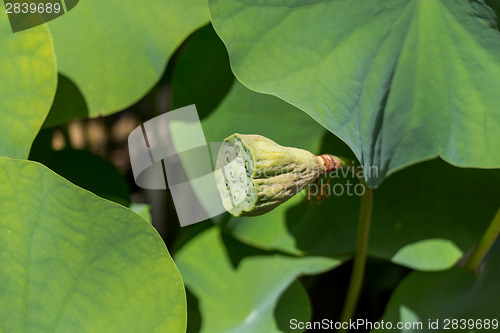 Image of Beautiful fragrant pink water lily