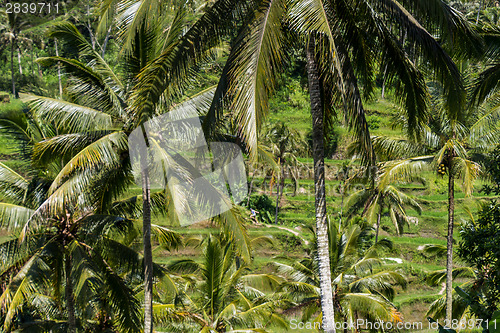 Image of Lush green terraced farmland in Bali