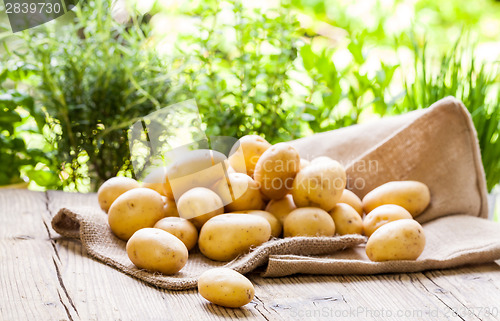 Image of Farm fresh  potatoes on a hessian sack