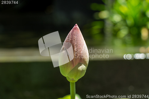 Image of Beautiful fragrant pink water lily