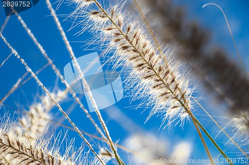 Image of Flowering wild ornamental grass