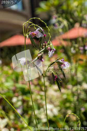 Image of Delicate purple flower