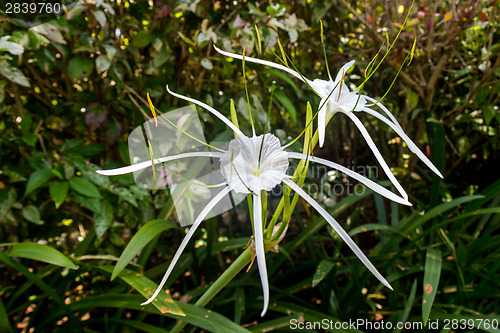 Image of Beautiful spider lily, Hymenocallis littoralis