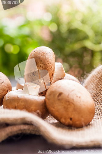 Image of Fresh brown Agaricus mushrooms