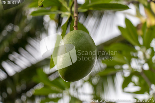 Image of Fresh green mango fruit plant outside in summer 