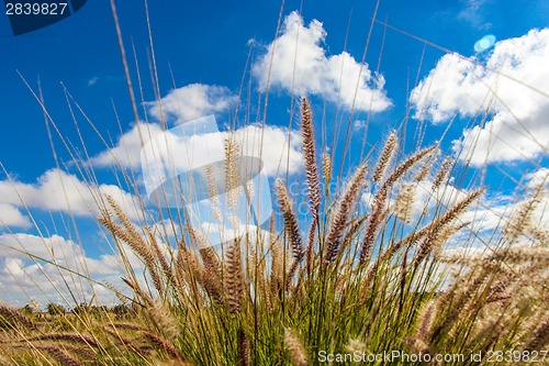 Image of Flowering wild ornamental grass