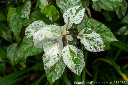 Image of Ornamental variegated leafy shrub