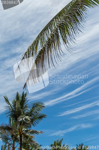 Image of Tropical green palm trees in Bali, Indonesia