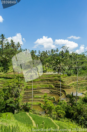 Image of Lush green terraced farmland in Bali