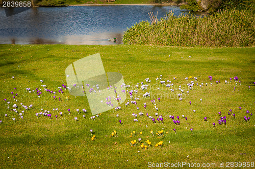 Image of Tranquil park with a pond and wildflowers