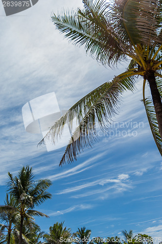 Image of Tropical green palm trees in Bali, Indonesia