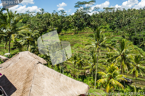 Image of Lush green terraced farmland in Bali