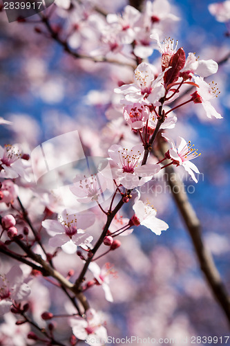 Image of Beautiful pink spring cherry blossom