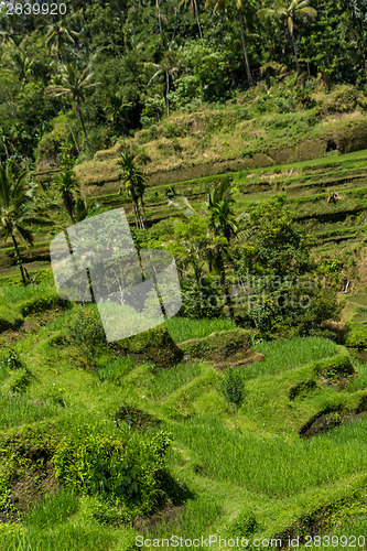 Image of Lush green terraced farmland in Bali