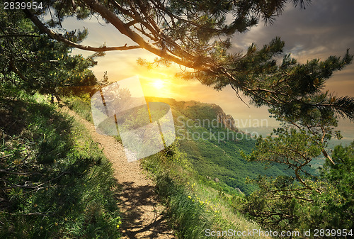 Image of Pine forest in the mountains