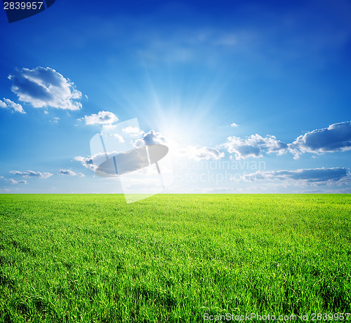 Image of Field of grass