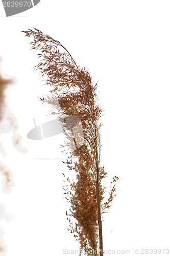 Image of Gold grass