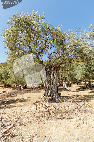 Image of Grece, Thassos