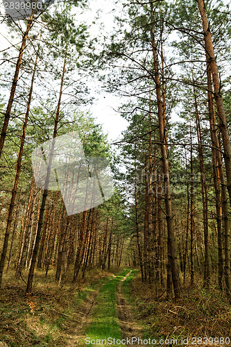 Image of Big forest