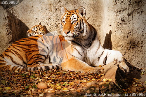 Image of Tiger mum