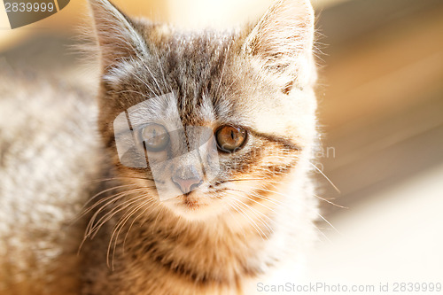 Image of Little cat