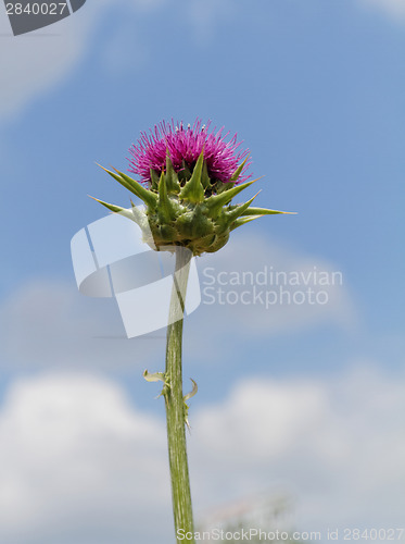 Image of Thistle