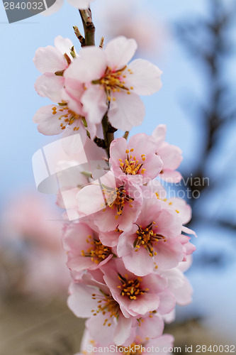 Image of Tree flowering