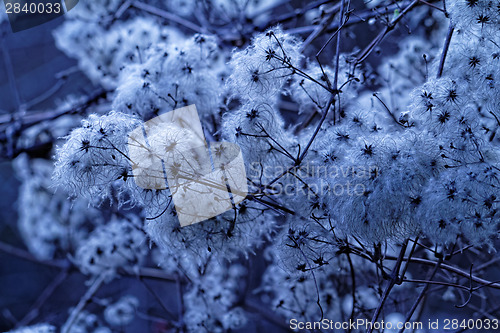 Image of Tree flowering
